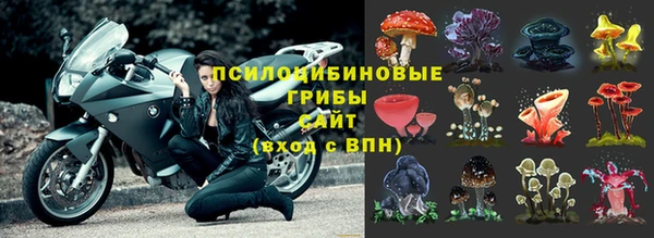 стаф Горняк