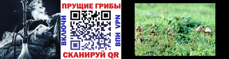 Купить  Луховицы  Галлюциногенные грибы Psilocybine cubensis 
